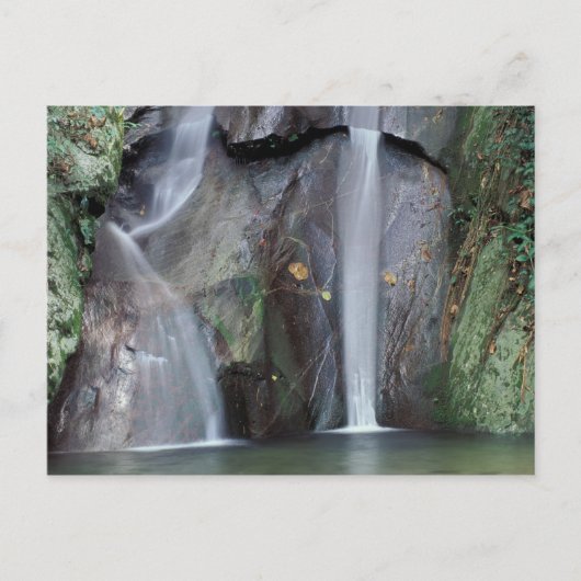 Carte Postale Afrique, Ouganda, Forêt tropicale impénétrable de (Devant)