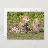 Carte Postale Afrique. Tanzanie. Cheetah mère et petits 2 (Devant / Derrière)