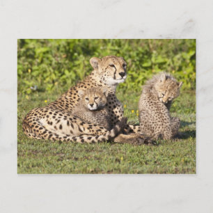 Carte Postale Afrique. Tanzanie. Cheetah mère et petits 2