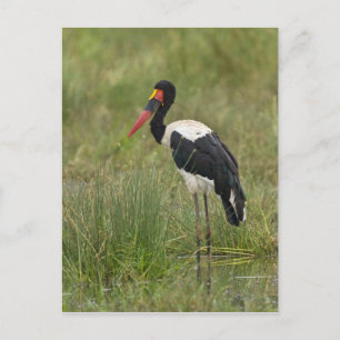 Carte Postale Afrique. Tanzanie. Cigogne à Saddle-billed mâle
