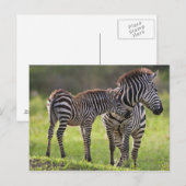 Carte Postale Afrique. Tanzanie. Mère et bébé zèbre commun (Devant / Derrière)