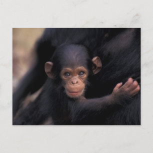 Carte Postale Afrique, Tanzanie, Parc national de Gombe