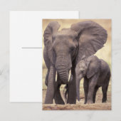 Carte Postale Afrique, Tanzanie, Parc national de Tarangire. 2 (Devant / Derrière)