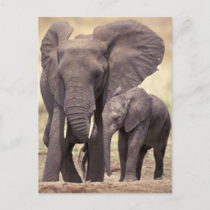 Carte Postale Afrique, Tanzanie, Parc national de Tarangire. 2