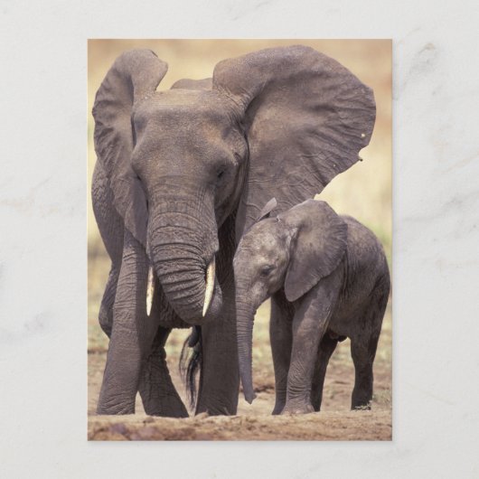 Carte Postale Afrique, Tanzanie, Parc national de Tarangire. 2 (Devant)