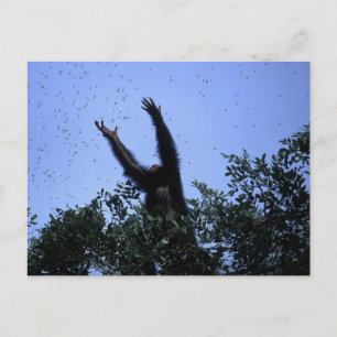 Carte Postale Afrique, Tanzanie, Parties scintillant atteint