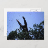 Carte Postale Afrique, Tanzanie, Parties scintillant atteint (Devant / Derrière)