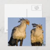 Carte Postale Afrique. Tanzanie. Secrétaire Birds à Ndutu (Devant / Derrière)