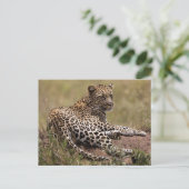 Carte Postale Afrique, Tanzanie, Serengeti. Leopard (Debout devant)