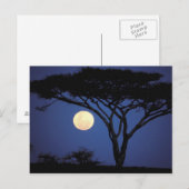 Carte Postale Afrique, Tanzanie, Tarangire. Arbre d'acacia dans (Devant / Derrière)