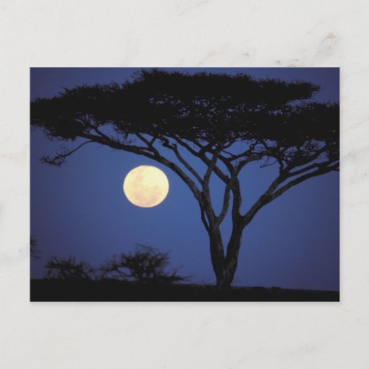 Carte Postale Afrique, Tanzanie, Tarangire. Arbre d'acacia dans (Devant)