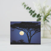 Carte Postale Afrique, Tanzanie, Tarangire. Arbre d'acacia dans (Debout devant)