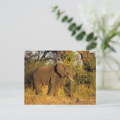 Carte Postale Afrique, Zimbabwe, Victoria Falls National Park. (Debout devant)