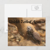Carte Postale Agama à chenilles (Devant / Derrière)