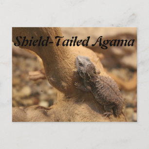 Carte Postale Agama à chenilles