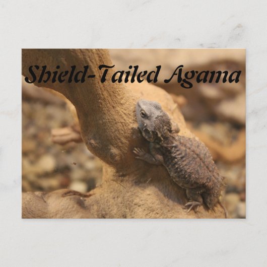 Carte Postale Agama à chenilles (Devant)