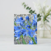 Carte postale Agapanthus (Debout devant)