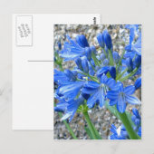 Carte postale Agapanthus (Devant / Derrière)