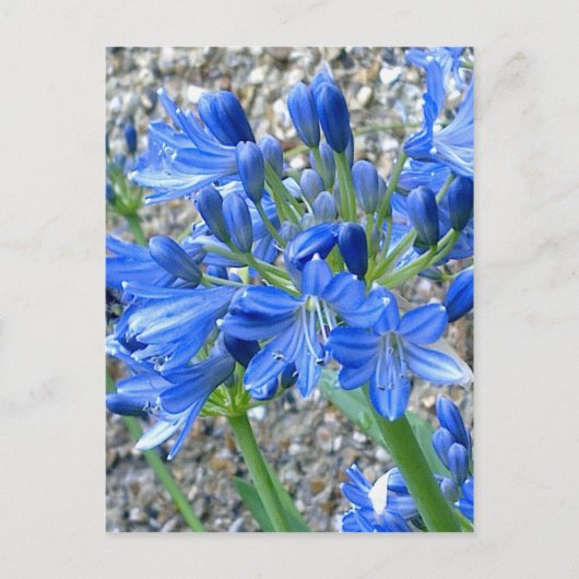 Carte postale Agapanthus (Devant)