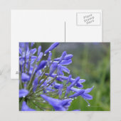 Carte Postale Agapanthus praecox, communément appelé (Devant / Derrière)