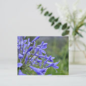 Carte Postale Agapanthus praecox, communément appelé (Debout devant)