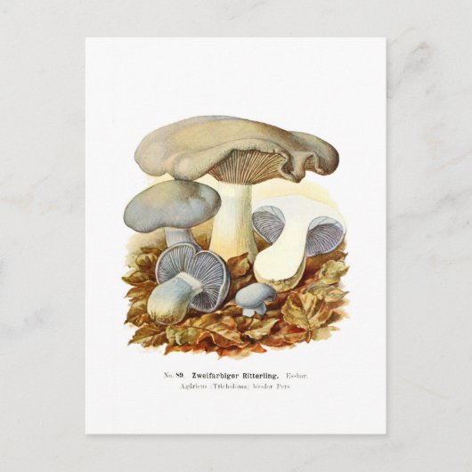 Carte Postale Agaricus bicolore (Devant)