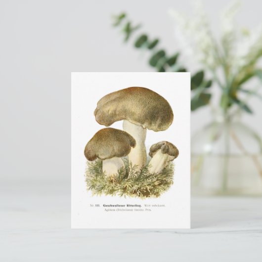 Carte Postale Agaricus tumidus (Debout devant)