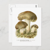 Carte Postale Agaricus tumidus (Devant / Derrière)