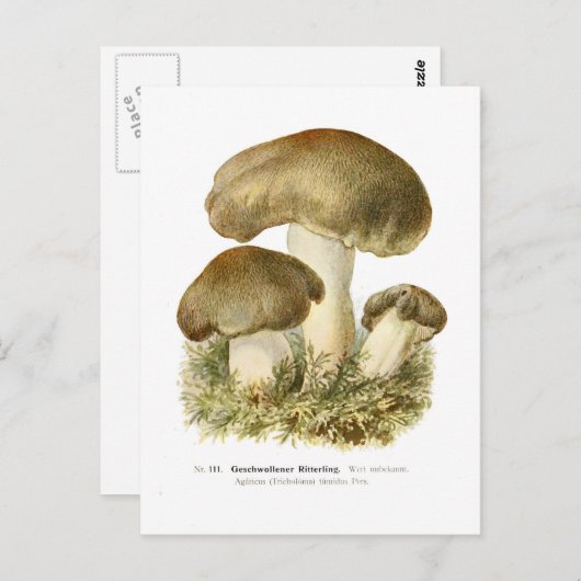 Carte Postale Agaricus tumidus (Devant / Derrière)