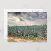 Carte Postale Agave bleue (Devant / Derrière)