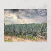 Carte Postale Agave bleue (Devant)