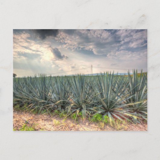 Carte Postale Agave bleue (Devant)