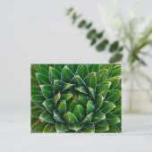 Carte postale Agave Cactus (Debout devant)