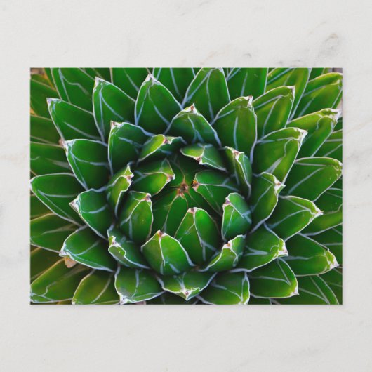 Carte postale Agave Cactus (Devant)