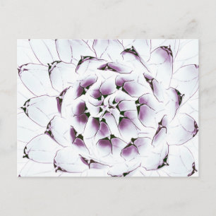 Carte postale Agave Cactus