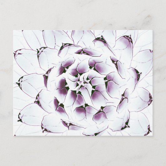 Carte postale Agave Cactus (Devant)