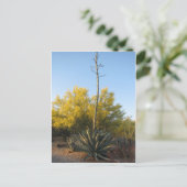 Carte Postale Agave in Bloom (Debout devant)