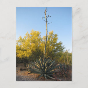 Carte Postale Agave in Bloom