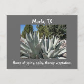 Carte Postale Agave Marfa, Texas (Devant)