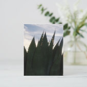 Carte postale Agave Skyrockets (Debout devant)