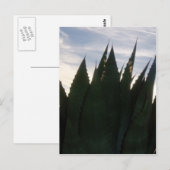 Carte postale Agave Skyrockets (Devant / Derrière)