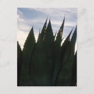 Carte postale Agave Skyrockets