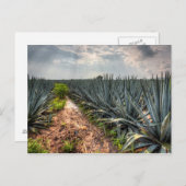 Carte Postale Agave Tequilana (Devant / Derrière)