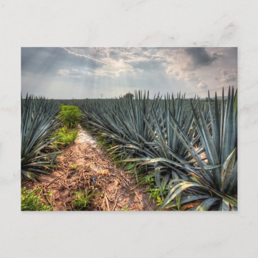 Carte Postale Agave Tequilana (Devant)