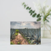 Carte Postale Agave Tequilana (Debout devant)
