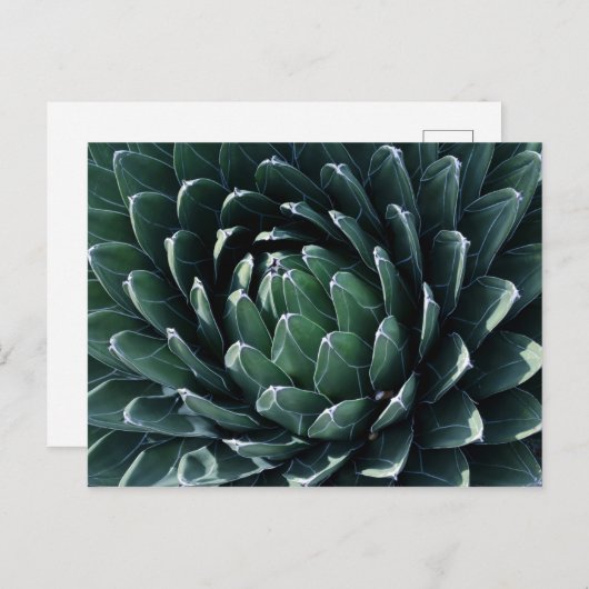Carte Postale Agave verte (Devant / Derrière)
