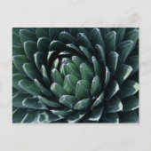 Carte Postale Agave verte (Devant)
