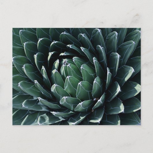 Carte Postale Agave verte (Devant)