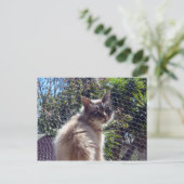 Carte Postale Aggie (Debout devant)