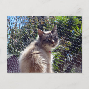 Carte Postale Aggie